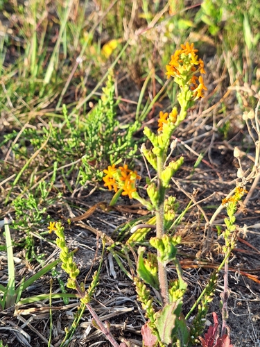 Red Fingerflox (Manulea rubra)
