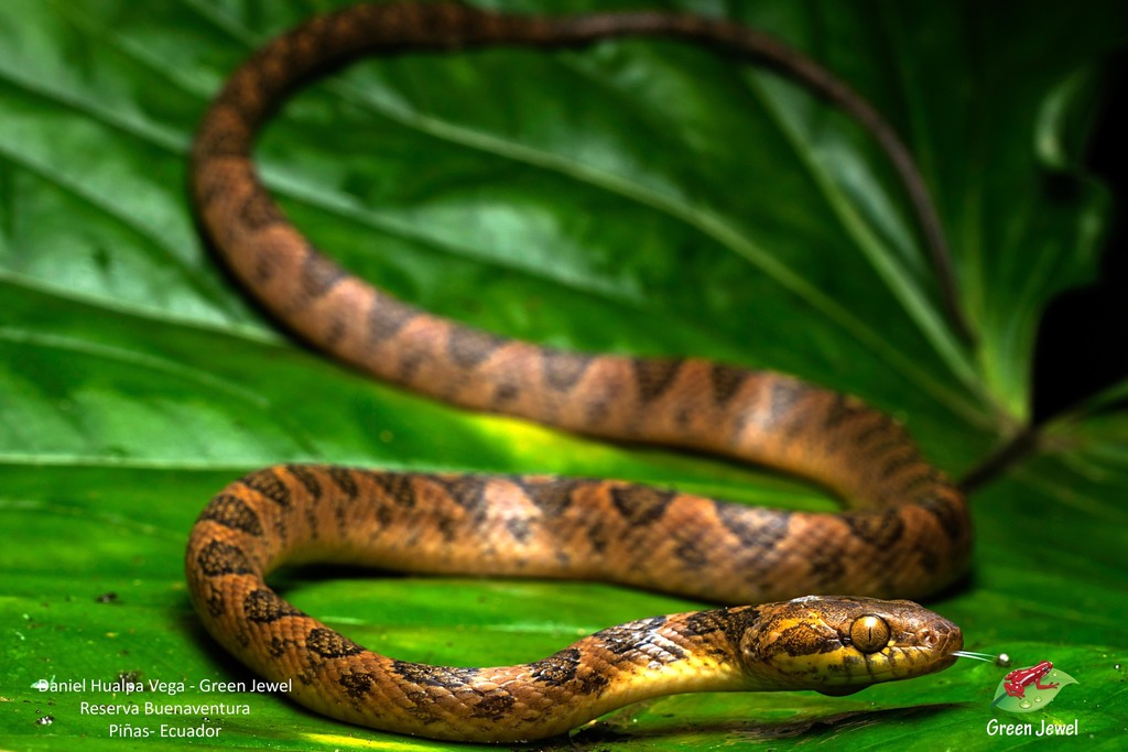Peruvian Cat-Eyed Snake