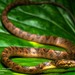 Peruvian Cat-eyed Snake - Photo (c) Green Jewel, some rights reserved (CC BY-NC), uploaded by Green Jewel