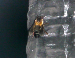 Apis dorsata binghami