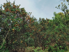 Citrus × aurantium