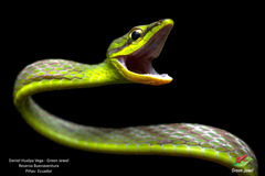 Oxybelis brevirostris