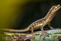 Anolis lyra