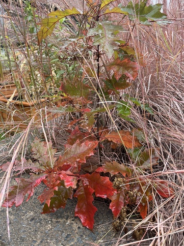 Northern Red Oak
