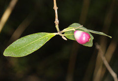 Syzygium guineense