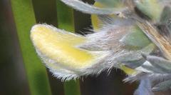 Aspalathus caledonensis