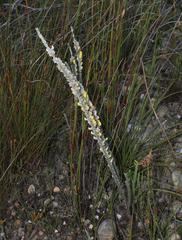 Aspalathus caledonensis