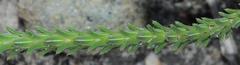 Erica ampullacea