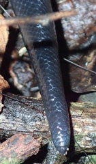 Amblyodipsas polylepis