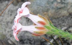 Erica ampullacea