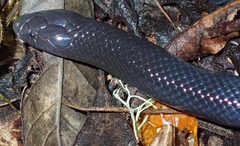 Amblyodipsas polylepis