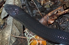 Amblyodipsas polylepis