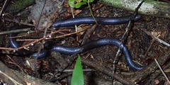 Amblyodipsas polylepis