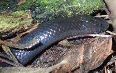 Amblyodipsas polylepis