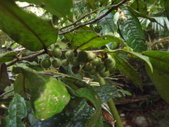Polyalthia hispida