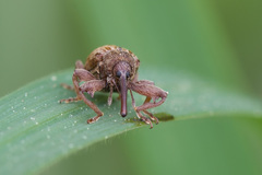 Anthonomus rectirostris