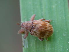 Anthonomus rectirostris