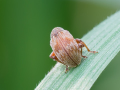 Anthonomus rectirostris