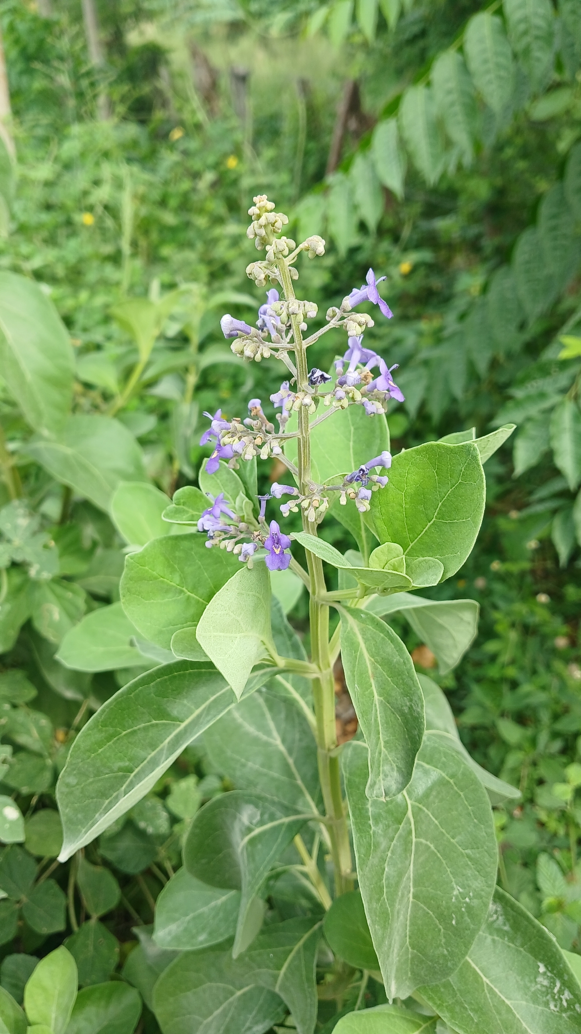 Foto de Cornutia pyramidata L.