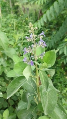 Cornutia pyramidata, photograph (c) Mario Guzmán, some rights reserved (CC BY)