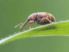 Anthonomus rectirostris