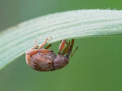 Anthonomus rectirostris