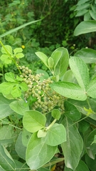 Cornutia pyramidata, photograph (c) Mario Guzmán, some rights reserved (CC BY)
