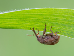 Anthonomus rectirostris