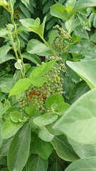 Cornutia pyramidata, photograph (c) Mario Guzmán, some rights reserved (CC BY)