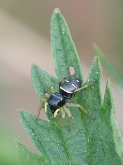 Heliophanus cupreus