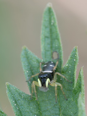 Heliophanus cupreus