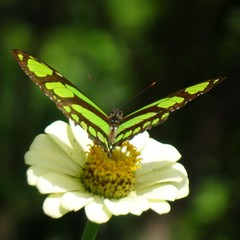 Philaethria diatonica