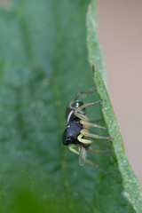 Heliophanus cupreus