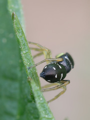 Heliophanus cupreus