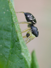 Heliophanus cupreus