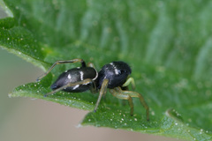 Heliophanus cupreus