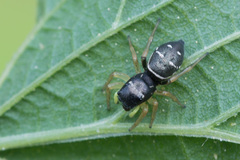Heliophanus cupreus