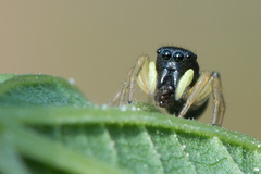 Heliophanus cupreus