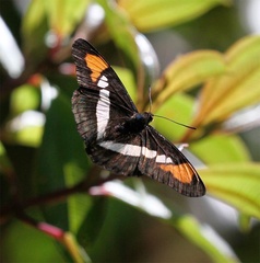 Adelpha hyas