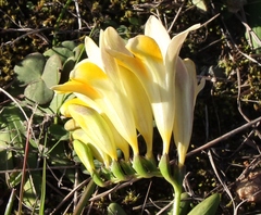 Freesia fergusoniae