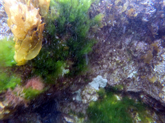 Holopsamma arborea
