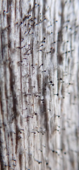 Mycocalicium subtile