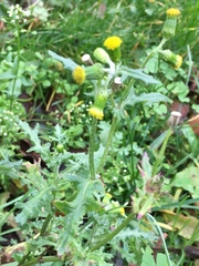 Senecio vulgaris