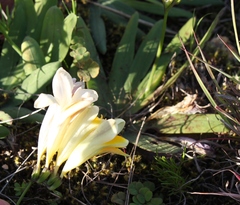 Freesia fergusoniae