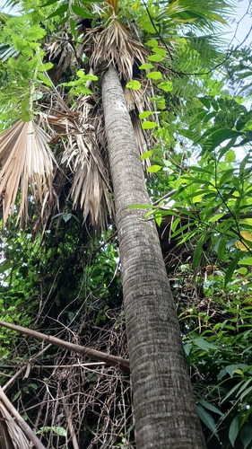 Copernicia berteroana