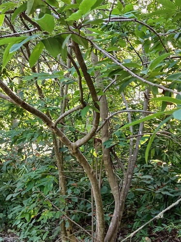Cazahuate (Ipomoea wolcottiana)
