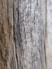 Mycocalicium subtile