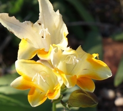 Freesia fergusoniae