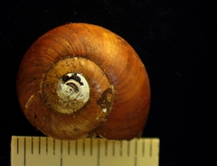 Mesomphix friabilis