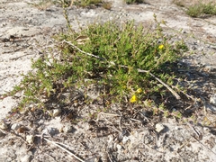 Aspalathus spinosa